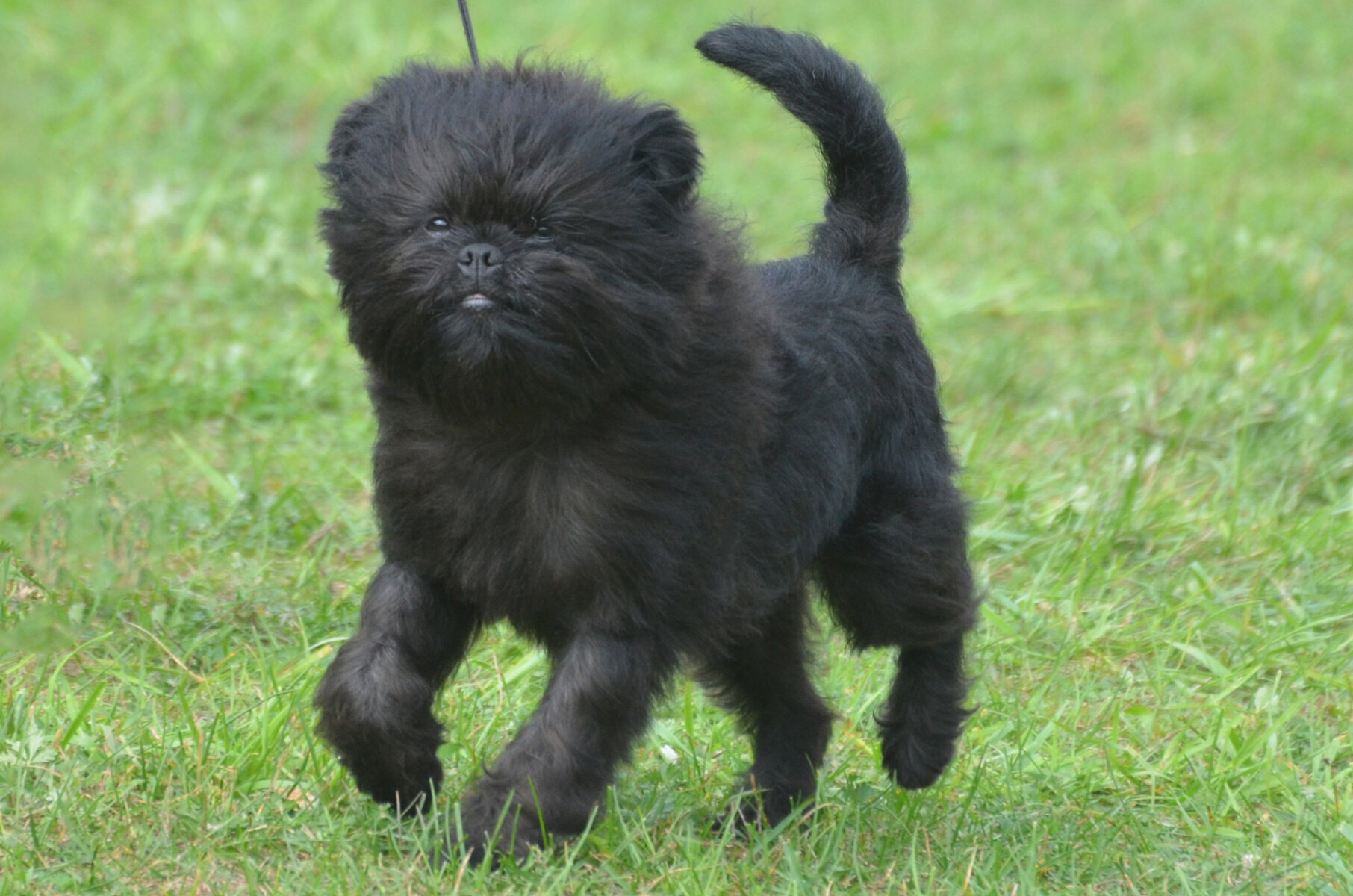 Affenpinscher temperament